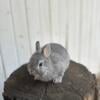 Netherland Dwarf Baby Bunny