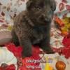 Akc german shepard puppies