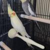 Pair of bonded cockatiels