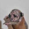 AKC Velvet Frenchie Puppies