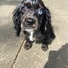 cocker spaniel merle