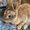 Mini Rex  for sale in south Jersey