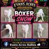 Boxer Babies