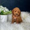 F2B Toy Cavapoo (Delivery Available)