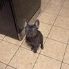 French bulldog male