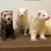 Ferrets for a good home