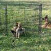 Belgian Malinois  Puppies available Pure Breed