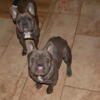 AKC Blue and Lilac French Bulldogs