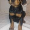 CKC Reg. Doberman Pups