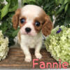 Cavalier puppies for sale in Michigan www.puppy-place.net