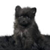 Female Pomeranian- color black is available