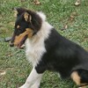 For sale AKC Collie puppy