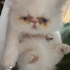 5 Pure Persian Kittens Available For Rehoming