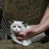 RAGDOLL KITTENS