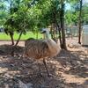 Emu
