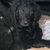 Goldendoodles - standard size, CKC registered