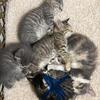 Kittens