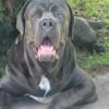 Big boned Cane Corso pups available