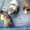 Shih -poo puppies for sale