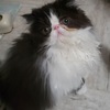 Persian kittens CFA looking for love