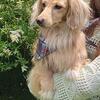 STUD SERVICE ONLY~ AKC registered cream long hair dachshund