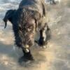 Male Giant Schnauzer