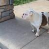 English bulldog puppy