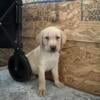 Purebred Labrador Retriever Puppies