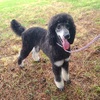 Full AKC phantom standard poodle female