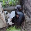 Silver Fox/Flemish Giant/New Zealand/Californian Rabbits