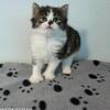 Manx, tuxedo tabby, stumpy, polydactyl front paws male