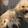 One female Bichon puppy left