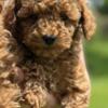 Micro Goldendoodles ready 5/1/24