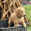 Golden Retriever puppies available in central michigan!