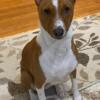 Lovely male basenji for rehome