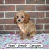 Adorable Cavapoo puppies