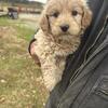 Minature Goldendoodle