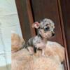  Teacup Blue Merle Chihuahua Puppy