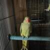 Indian Ringneck femsle