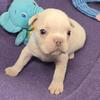 (Lt Blue) Boris