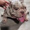 American bully exotic merle chocolate female