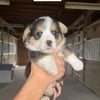 AKC Corgi puppies