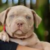 PUPPY AMERICAN BULLY