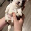 Our sweet Shih Tzu puppies looking for a new home 🐶💕