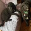 Poodle puppies ready and waiting for their furever loves!