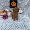 Male F1 Cavapoo Puppy!