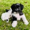 AKC Black and White Parti Mini Schnauzer