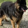 Beautiful AKC Females 1 year old