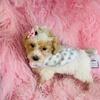Cute Poodle with an adorable face.   Financing and hand delivery