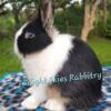 Purebred Netherland Dwarf rabbit